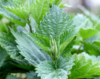 Close-up of water drops on plant