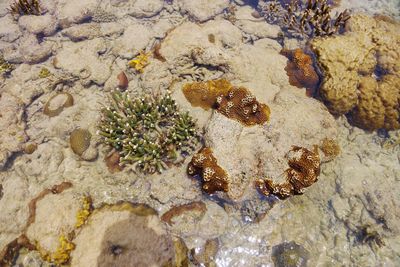 Close-up of snake on rock