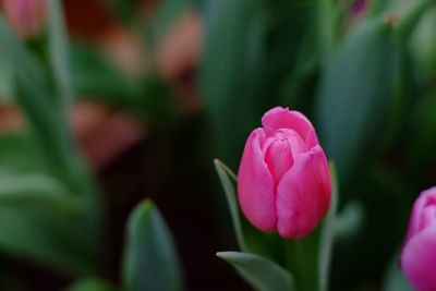 Close-up of pink flower