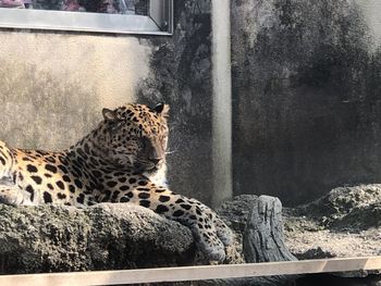 Cat relaxing in a zoo