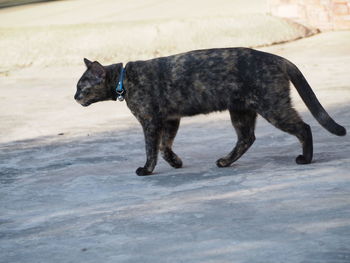 Black dog standing