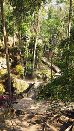 Trees in park