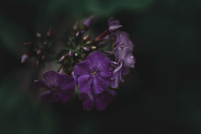 Close-up of purple flowering plant