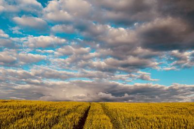 Scenic view of agricultural field against sky