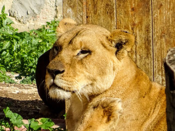Close-up of lion