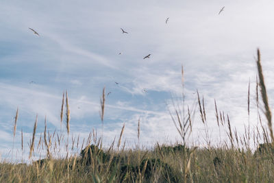 View of birds flying over land