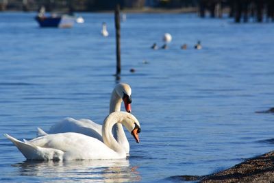 White swan on the lake