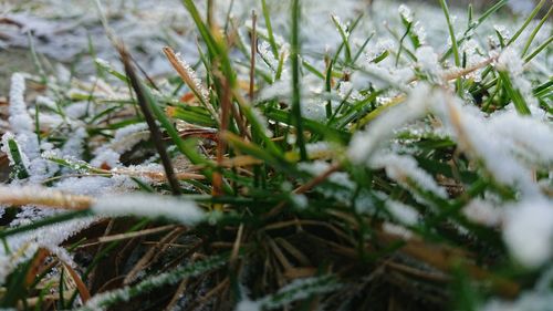 Close-up of frozen plants on land