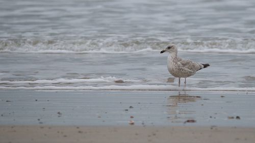 Seagulls on beach