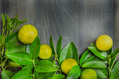 Directly above shot of fruits on plant