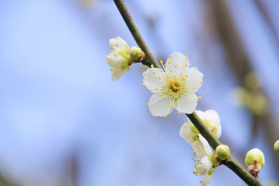 Close-up of white cherry blossom