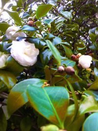 Close-up of flower on tree