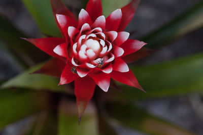 Red and white bromeliad flower with a convergent lady beetle called ladybug hippodamia convergens