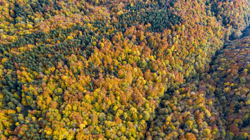 Full frame shot of pine trees in forest during autumn