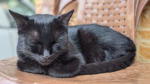 Close-up of a cat resting