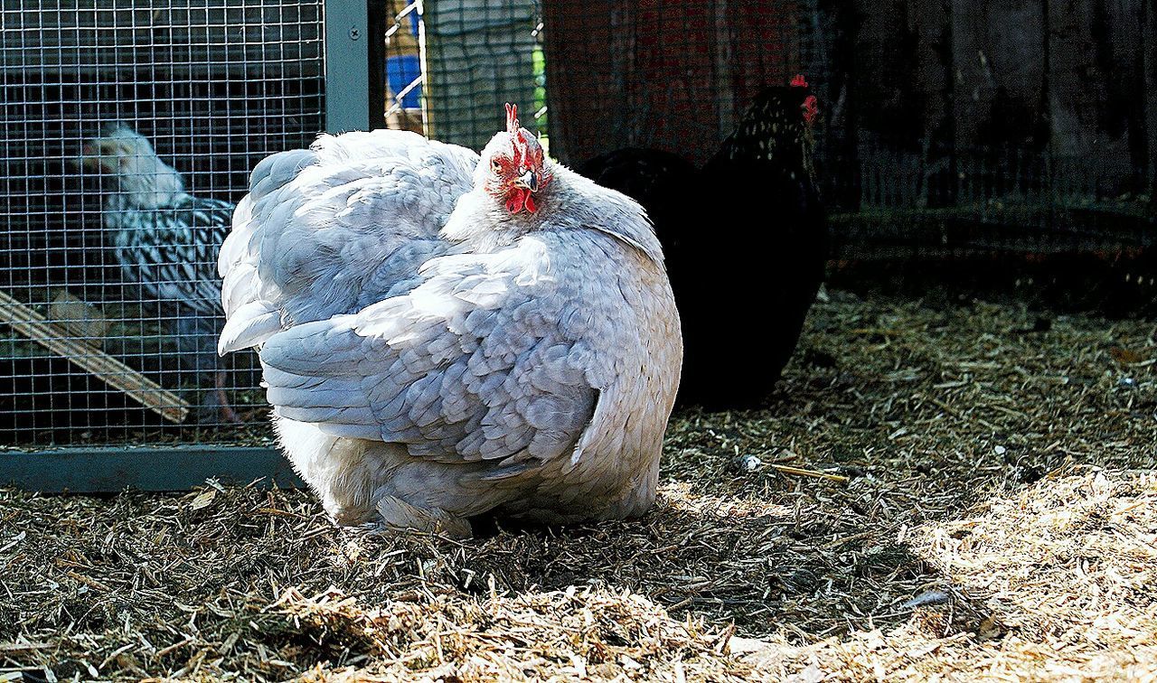 CLOSE-UP OF PIGEON IN CAGE