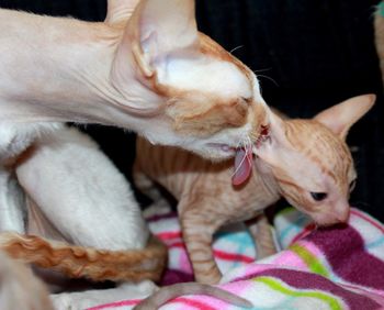 Cornish rex cat 