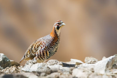 Close-up of bird perching on rock