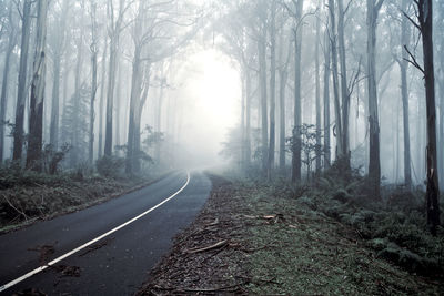 Empty road along trees in foggy weather