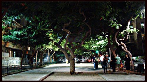 Trees in city