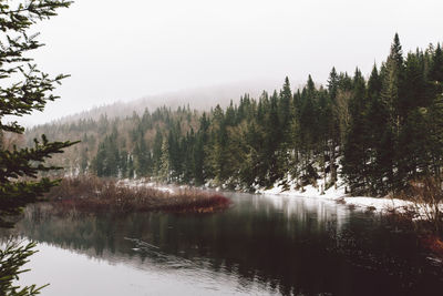 Scenic view of lake in forest against sky