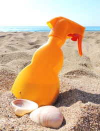 Close-up of shell on beach