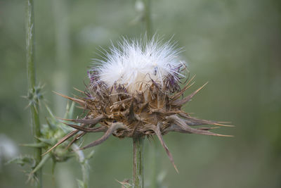 Close-up of dandelion on plant