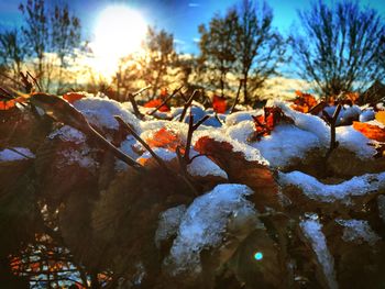 Scenic view of snow covered landscape