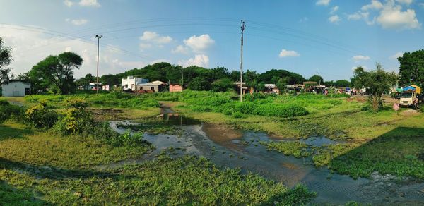 Plants and houses by lake against sky