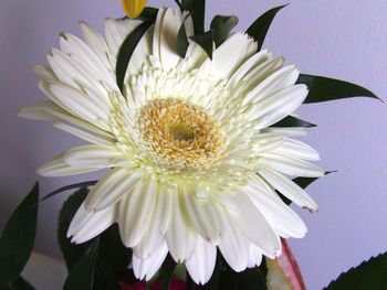 Close-up of flower blooming outdoors