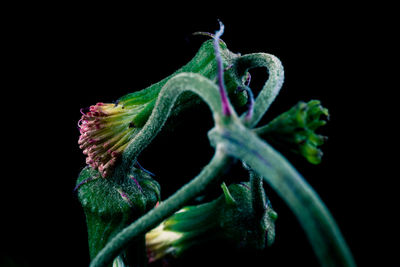 Close-up of flower over black background