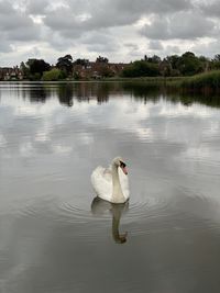 Swan floating on lake