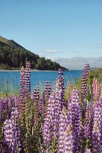 Purple flowering plants by land against sky