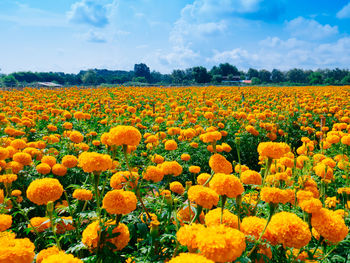 Fresh yellow flowers in field against orange sky