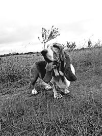 View of dog on field against sky