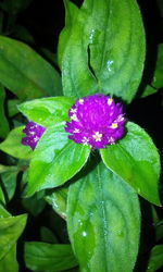 Close-up of wet flower