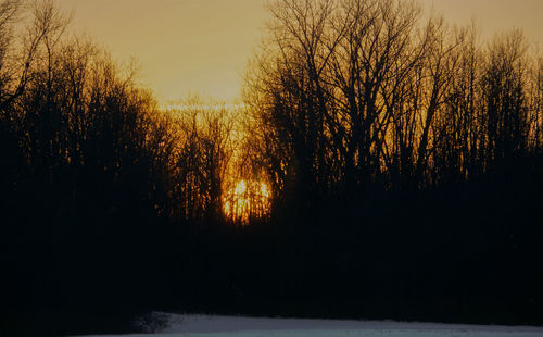 Sun shining through trees