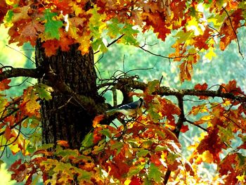 Low angle view of trees