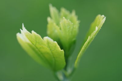 Close-up of plant