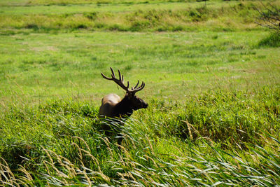 Horse in a field