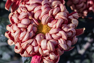 Close-up of pink dahlia
