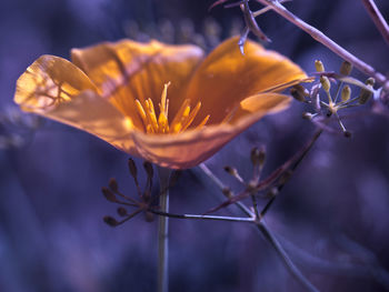 Close-up of purple flowering plant