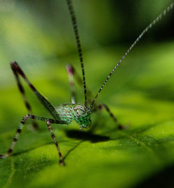 Close-up of insect on leaf