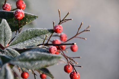 Red berries