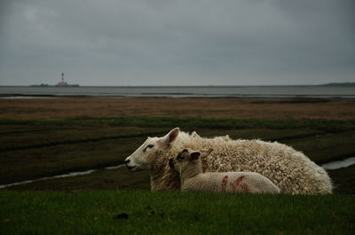Westerheversand. view of sheep against field 