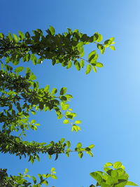Low angle view of leaves against clear blue sky