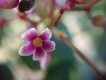 Close-up of flower