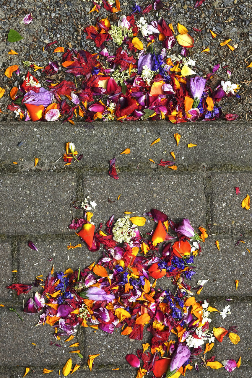 HIGH ANGLE VIEW OF AUTUMN LEAVES ON FOOTPATH