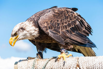 Close-up of a bird