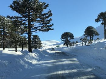 Trees on snow covered mountains against sky
